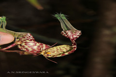 Ceropegia decaisneana